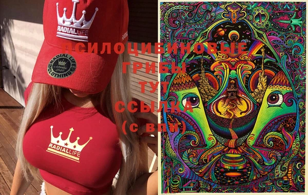стаф Белокуриха